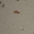 stardust Lapistone T664 Apulia Madreperla